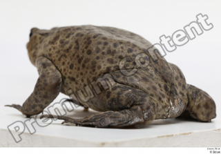 Toad  2 Bufo bufo whole body 0003.jpg